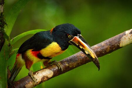Small toucan Collared Aracari, Pteroglossus torquatus, bird with big bill. Toucan sitting on the branch in the forest, Boca Tapada, Costa Rica. Nature travel in central America. Toucan open bill.の写真素材