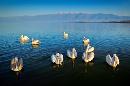 Dalmatian pelicans, Pelecanus crispus, in Lake Kerkini, Greece. Pelicans on blue water surface. Wildlife scene from Europe nature. Bird mountain background. Birds with long orange bills.の写真素材