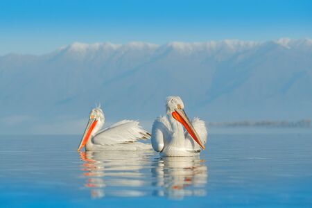 Bird landing to the blue lake water. Bird fly. Dalmatian pelican, Pelecanus crispus, landing in Lake Kerkini, Greece. Pelican with open wings. Wildlife scene from European nature.の写真素材