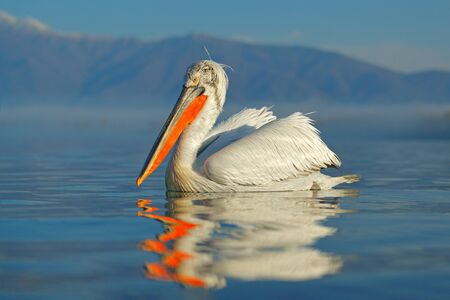 Bird landing to the blue lake water. Bird fly. Dalmatian pelican, Pelecanus crispus, landing in Lake Kerkini, Greece. Pelican with open wings. Wildlife scene from European nature.の写真素材