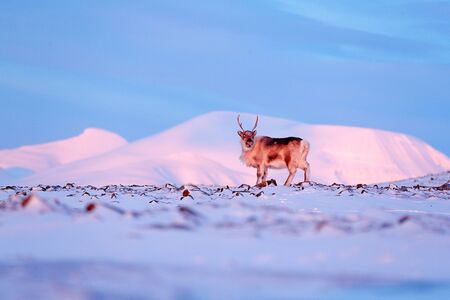 Winter landscape with reindeer. Wild Reindeer, Rangifer tarandus, with massive antlers in snow, Svalbard, Norway. Svalbard deer on rocky mountain. Wildlife scene from nature, winter pink blue sunset.の写真素材