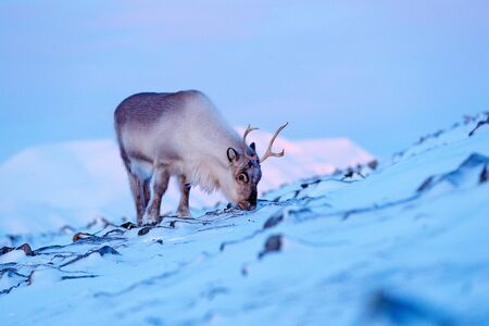 Winter landscape with reindeer. Wild Reindeer, Rangifer tarandus, with massive antlers in snow, Svalbard, Norway. Svalbard deer on rocky mountain. Wildlife scene from nature, winter pink blue sunset.の写真素材