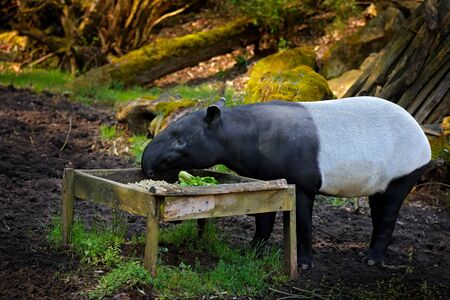 Tapir in nature. Malayan Asian tapir tapirus indicus, in green vegetation. Tapir feeding, Malaysia....