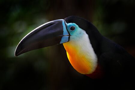 Channel-billed toucan, Ramphastos vitellinus, sitting on the branch in tropical green jungle,...