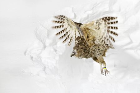 Owl fly with fish. Blakiston's fish owl, Bubo blakistoni, night fly with catch, a sub-group of eagle. Bird hunting in cold water. Wildlife scene from Hokkaido, Japan. Night scene of flying owl.の写真素材