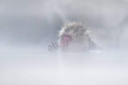 Monkey Japanese macaque, Macaca fuscata, red face portrait in the cold water with fog and snow, hand in front of muzzle, animal in the nature habitat, Hokkaido, Japan.の写真素材