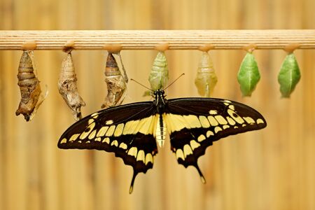 Butterfly with chrysalis pupas. Giant Swallow Tail, Papilio thoas nealces, beautiful butterfly from Mexico sitting on the leaves in nature. Insect birth behavior. Animal delivery.の写真素材