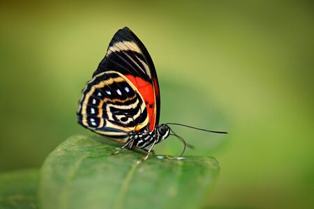 Agrias amydon, dark blue and red butterfly sitting on the green leaves in the ttropic jungle forest...