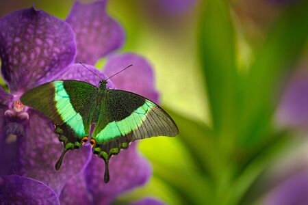 Green swallowtail butterfly, Papilio palinurus, on the pink violet orchid bloom. Insect in the nature habitat, sitting on wild flower, Indonesia, Asia. Wildlife scene from green forest.の写真素材