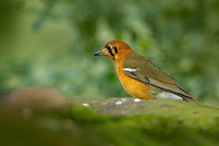Orange-headed thrush, Geokichla citrina, bird in the thrush family songbird sitting on the rock with green background, China and India. Rare bird in nature habitat. Bird in the green forest.の写真素材