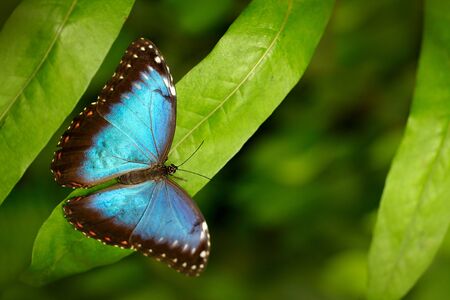 Tropic nature forest. Blue Morpho, Morpho peleides, big butterfly sitting on green leaves, insect in the nature habitat, Mexico. Butterfly in the green habitat.の写真素材
