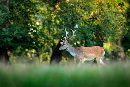 Majestic powerful adult Fallow Deer, Dama dama, on the gree grassy meadow with forest, Czech Republic, Europe. Wildlife scene from nature, Europe. tseason in the habitat, animal behaviour.の写真素材