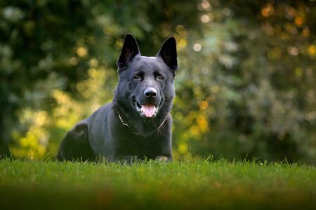 Black dog in green grass. German Shepherd Dog, is a breed of large-sized working dog that originated in Germany, sitting in the green grass with nature background.の写真素材