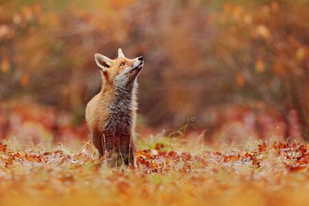 Red fox running on orange autumn leaves. Cute Red Fox, Vulpes vulpes in fall forest. Beautiful animal in the nature habitat. Wildlife scene from the wild nature, France, Europe. Cute animal in habitatの写真素材