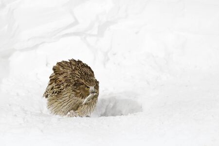 Blakiston's fish owl, caught fish in the bill, largest living species of owl. Bird hunting in cold water with snow. Wildlife scene from winter Hokkaido, Japan. Snow in the wildlife nature, hunting owlの写真素材