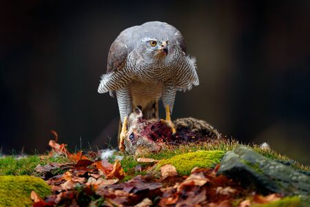 Animal behaviour, wildlife scene from nature. Goshawk in the orange vegetation.Goshawk, Accipiter gentilis, feeding on killed hare in the forest. Bird of Prey with fur catch in the habitat, autumn forest.の写真素材
