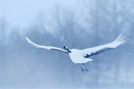 Crane, winter scene with snowflakes. Wildlife scene from snowy nature. Two Red-crowned cranes in snowy meadow, Hokkaido, Japan.  Cold day in the nature, bog white bird in the habitat.の写真素材