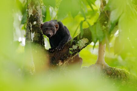 Tayra, Eira barbara, omnivorous animal from the weasel family. Tayra hidden in tropic forest, sitting on the green tree. Wildlife scene from nature, Costa Rica nature. Cute danger mammal in habitat.の写真素材