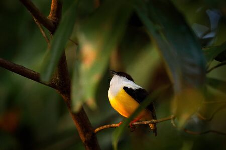 White-collared Manakin, Manacus candei, blyck white yellow tropic bird, Costa Rica, Central America. Forest bird, wildlife scene from nature. Birdwatching in Costa Rica. Bird sitting in in tree.の写真素材