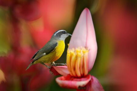 Banana pink red flower bloom with bird. Bananaquit, Coereba flaveola, exotic tropical songbird sitting on the pink flower. Grey and yellow bird in the nature habitat. Animal in the Costa Rica.の写真素材
