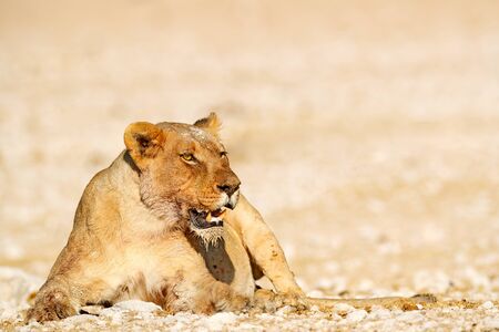 Big angry female lion in Etosha NP, Namibia. African lion walking in the grass, with beautiful evening light. Wildlife scene from nature. Animal in the habitat. Safari in Africa.の写真素材