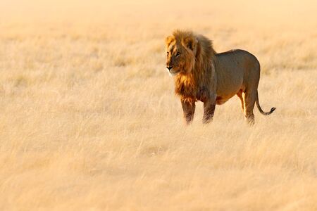 Lion walk. Portrait of African lion, Panthera leo, detail of big animals, Etocha NP, Namibia, Africa. Cats in dry nature habitat, hot sunny day in desert. Wildlife scene from nature. African blue sky.の写真素材