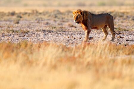 Lion walk. Portrait of African lion, Panthera leo, detail of big animals, Etocha NP, Namibia, Africa. Cats in dry nature habitat, hot sunny day in desert. Wildlife scene from nature. African blue sky.の写真素材