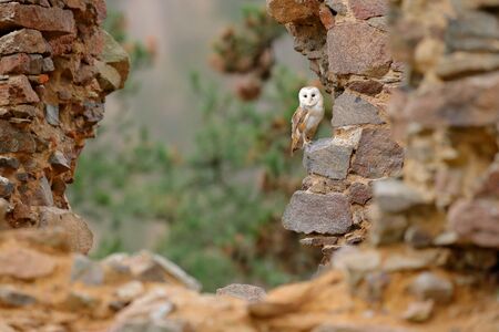 Barn owl, Tyto alba, with nice wings, landing on stone wall, light bird flying in the old castle, animal in the urban habitat. Wildlife scene from nature.の写真素材