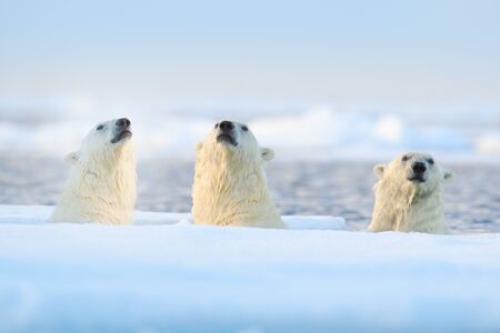 Three polar bears on drift ice, Svalbard, Norway. Rare wildlife scene from nature, cold winter with snow in the Arctic. Animal behaviour in the sea. Polar bears in the ocean water with ice.の写真素材
