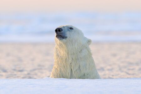 Polar bear on drift ice, Manitoba, Canada. Portrait of white bear in the water, sunset.の写真素材