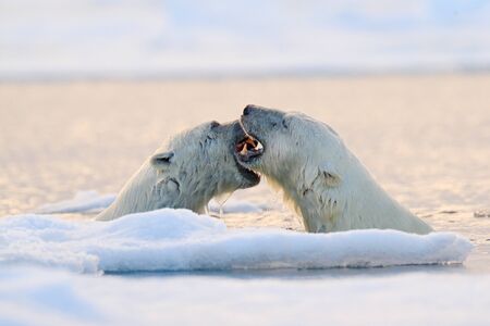 Polar bear fight in the water. Two Polar bears playing on drifting ice with snow. White animals in the nature habitat, Svalbard, Norway. Animals playing in snow, Arctic wildlife. Funny nature image .の写真素材