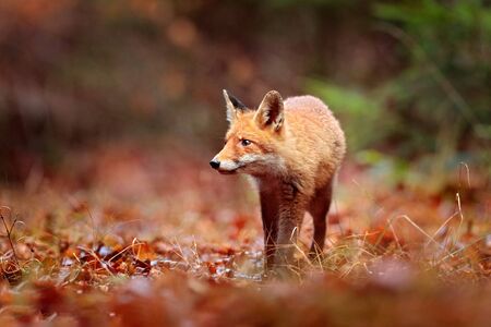 Red fox running on orange autumn leaves. Cute Red Fox, Vulpes vulpes in fall forest. Beautiful animal in the nature habitat. Wildlife scene from the wild nature, France, Europe. Cute animal in habitatの写真素材