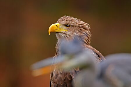 Portrait of White-tailed Eagle, Haliaeetus albicilla, sitting in the brown grass. Eagle with grey...