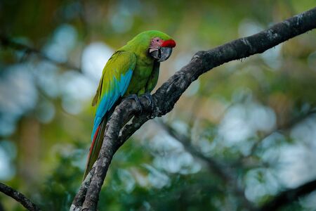 Ara ambigua, Green parrot Great-Green Macaw on tree. Wild rare bird in the nature habitat, sitting on the branch in Costa Rica. Wildlife scene in tropic nature forest. Blue sky and palm tree leaves.の写真素材