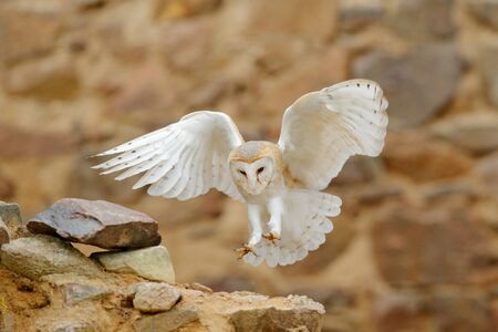 Barn owl, Tyto alba, with nice wings, landing on stone wall, light bird flying in the old castle, animal in the urban habitat. Wildlife scene from nature.の写真素材