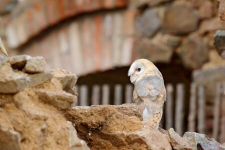 Barn owl, Tyto alba, with nice wings, landing on stone wall, light bird flying in the old castle, animal in the urban habitat. Wildlife scene from nature.の写真素材