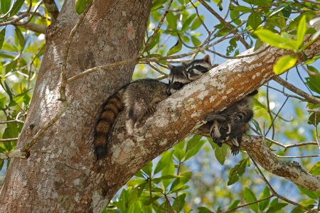 Raccoon, Procyon lotor, hidden in the green forest vegetation in National Park Manuel Antonio, Costa Rica. Wildlife scene from tropic nature. Animals in the dark forest. Cute raccoon on the tree.の写真素材