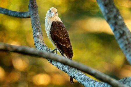 Yellow-headed caracara, Milvago chimachima, bird fly above green vegetation. Caracara flight in the nature habitat, Tarcoles, Carara NP, Costa Rica. Wildlife scene from nature.の写真素材