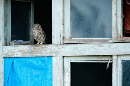 Little Owl, Athene noctua, bird in old roof tile. Urban wildlife with bird with yellow eyes, Bulgaria. Wildlife scene from nature. Animal behavior in urban habitat, hidden owl.の写真素材