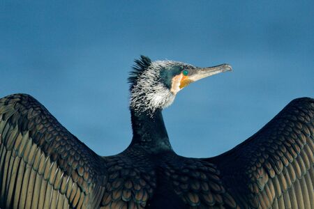 Great Cormorant, Phalacrocorax carbo, sitting in the blue water. Spring on the lake with beutiful bird. Wildlife scene from nature. Cormorant in the river habitat, Germany, Europe.の写真素材