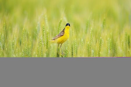 Western yellow wagtail, Motacilla flava, in the green field, sitting on the barley ear spike. Yellow bird with black head in the nature habitat. Wagtail from Balcan, Bulgaria.の写真素材