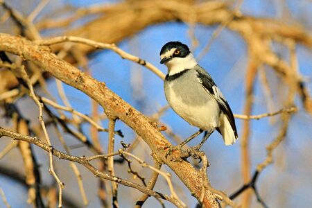 White-tailed shrike (Lanioturdus torquatus, in the nature habitat, Etosha NP, Namibia, Afroca. Bird sitting on the tree trunk in the grass. Beautiful evening light in Africa.の写真素材