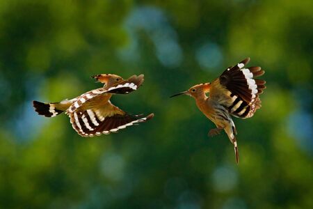 Birds fight fly, Hoopoe, Upupa epops, nice orange bird with in the green forest habitat, Bulgaria. Beautiful bird in the nature, wildlife Europe. Two birds flight, animal behaviour in summer.の写真素材