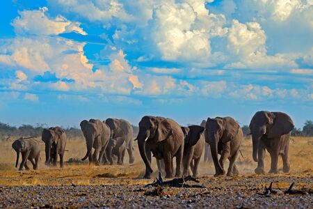 Big African Elephants herd, with blue sky and white clouds, Etosha NP, Namibia in Africa. Elephant in the gravel sand, dry season. Wildlife scene in the nature. Blue sky with white clouds.の写真素材