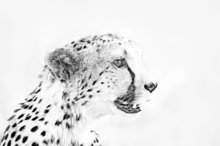 Cheetah face, Acinonyx jubatus, detail close-up portrait of wild cat. Fastest mammal on the land, Etosha NP, Namibia. Wildlife scene from African nature. Beautiful fur coat animal, Africaの写真素材