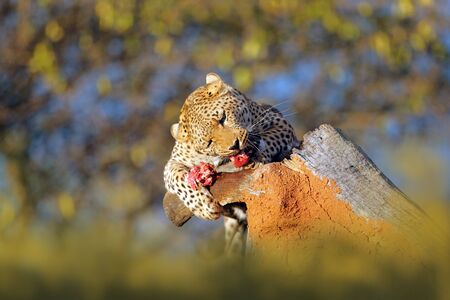 Leopard feeding catch on the tree. Animal kill behaviour in the Africa. Wild cat with zebra carcass, beautiful evening light in Etosha, Namibia, Africa. Detail portrait of spotted cat.の写真素材