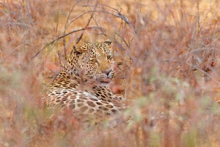 Leopard, Panthera pardus shortidgei, Etosha National Park, Namibia. Wild cat Hidden portrait in the nice forest tree trunk. African big wild cat in the nature habitat. Wildlife scene from nature.の写真素材