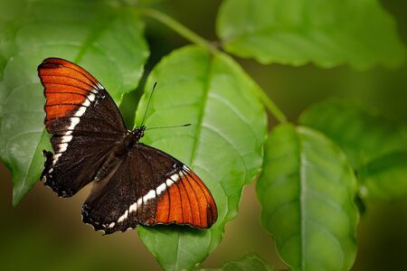 Butterfly Siproeta epaphus, Rusty-tipped Page in the geen nature habitat.  Brown and orange...
