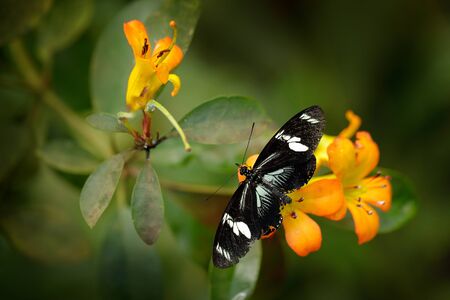 Doris Longwing Butterfly, Heliconius Doris, butterfly, in nature habitat. Nice insect from Amazonia,...