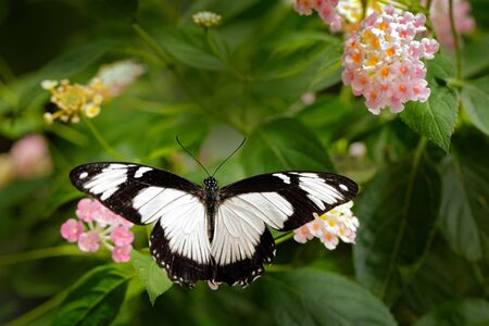 Black and white beautiful butterfly from India Blue Mormon, Papilio polymnestor, sitting on the green leaves. Insect in dark tropical forest in nature habitat.の写真素材